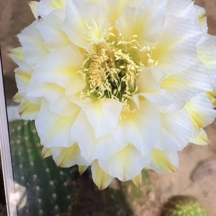 加强六月五侧芽高6公分毛花柱