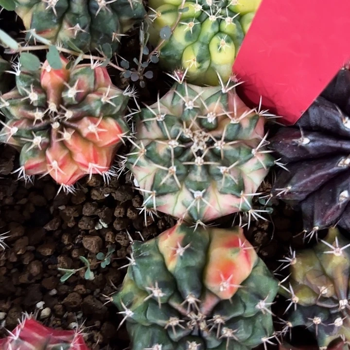 818-0509泰国发货