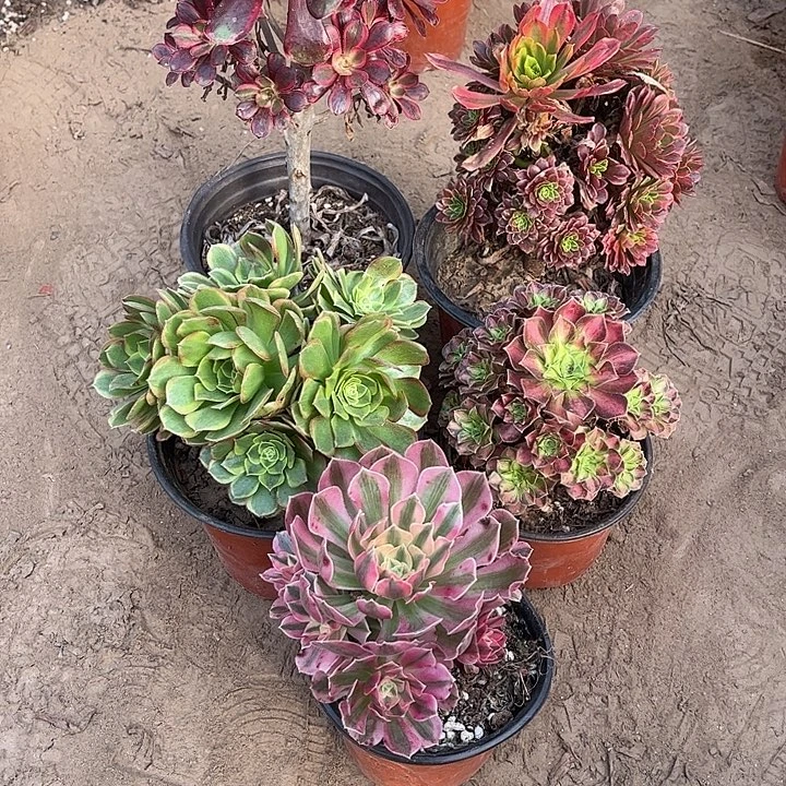070多肉植物组合，