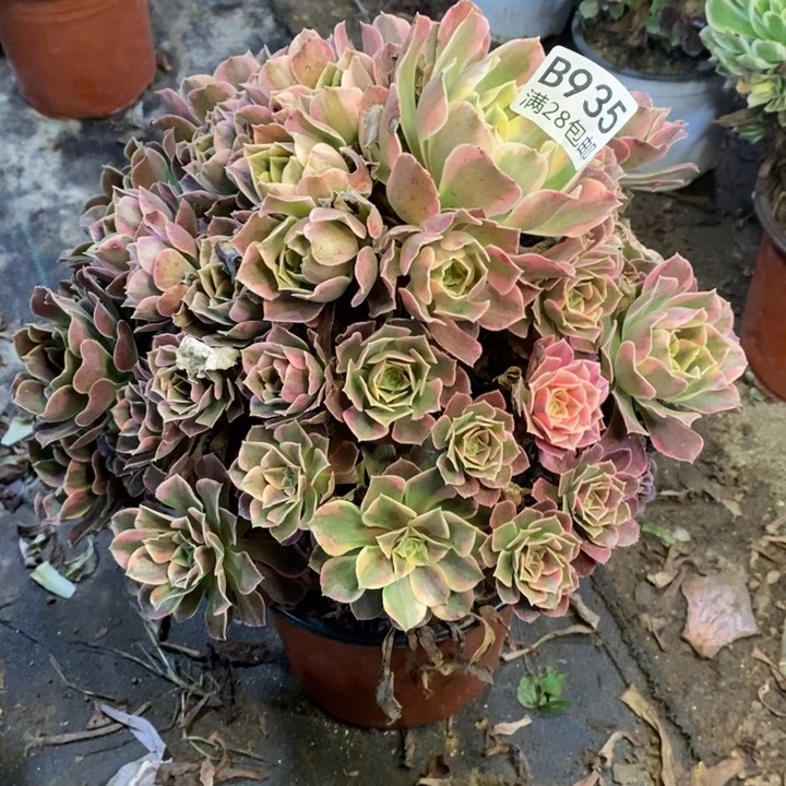 男神多肉断头不包935