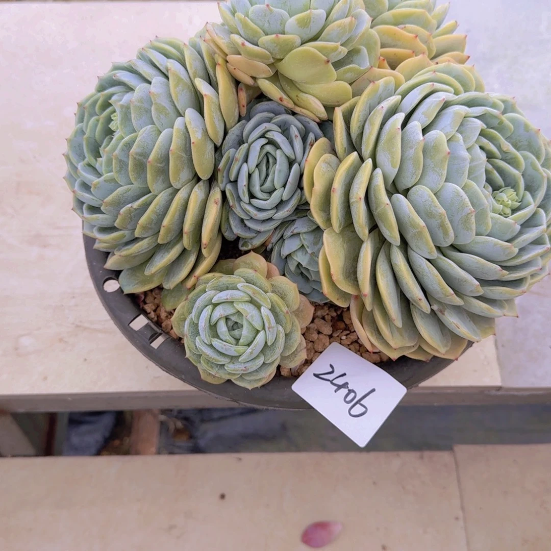 2406劳林多肉植物