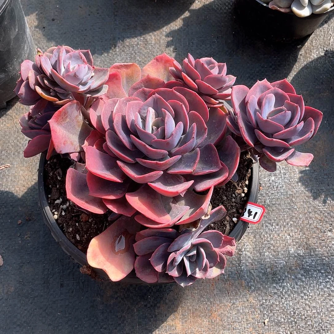 841尘埃玫瑰 一物一拍多肉