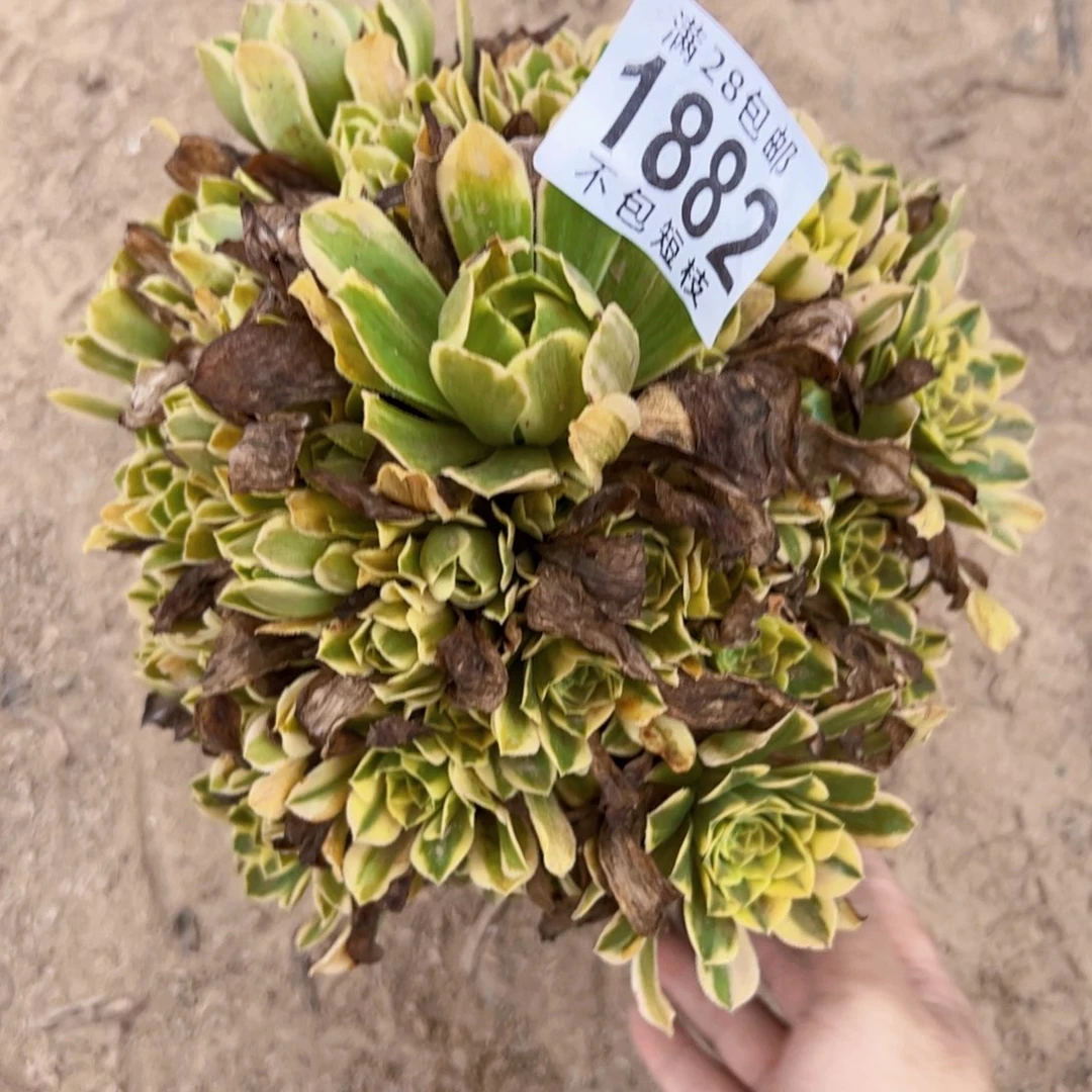 金丝翡翠1882多肉植物