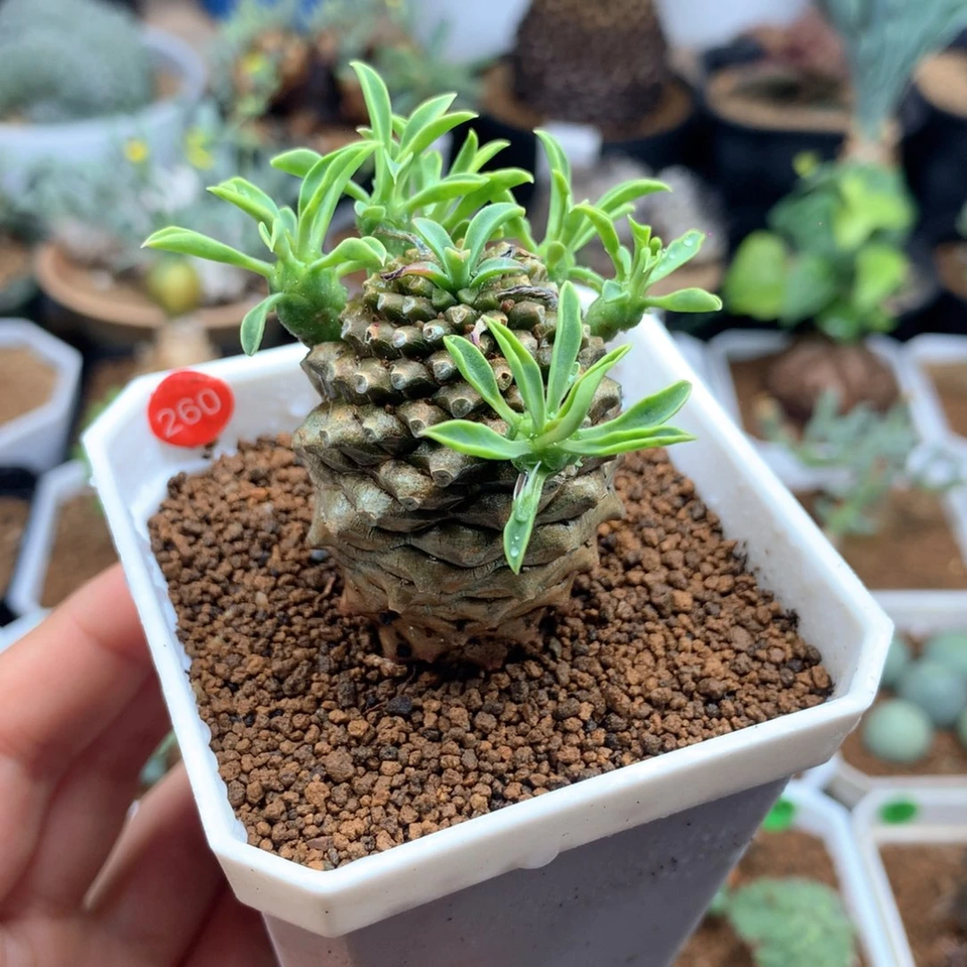 铁甲麒麟多肉带盆