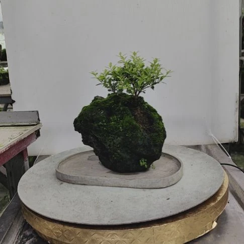 吸水石吴定石鱼缸造景