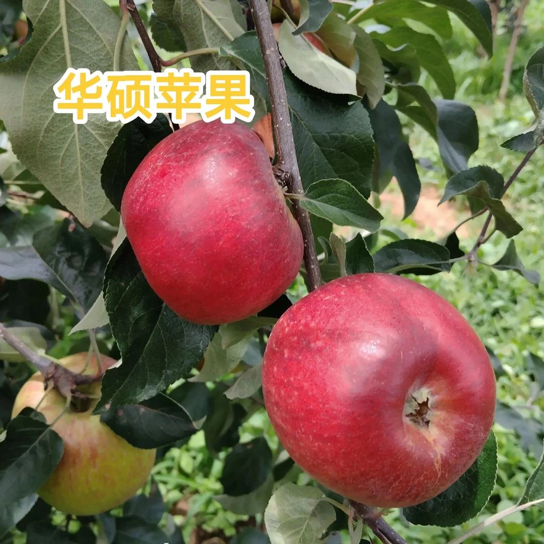 苹果苗，华硕苹果