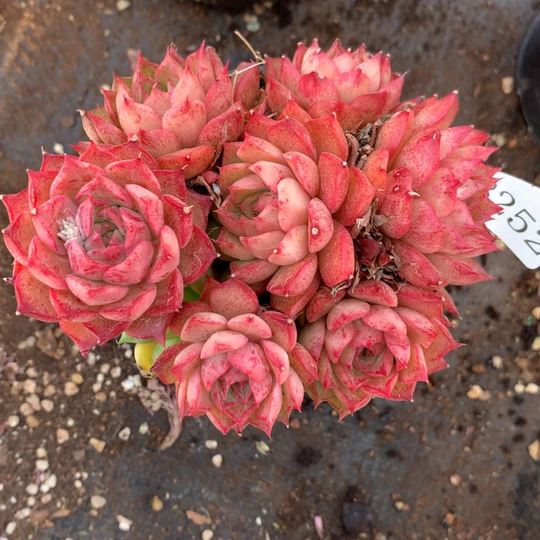 8252杂交多肉老桩