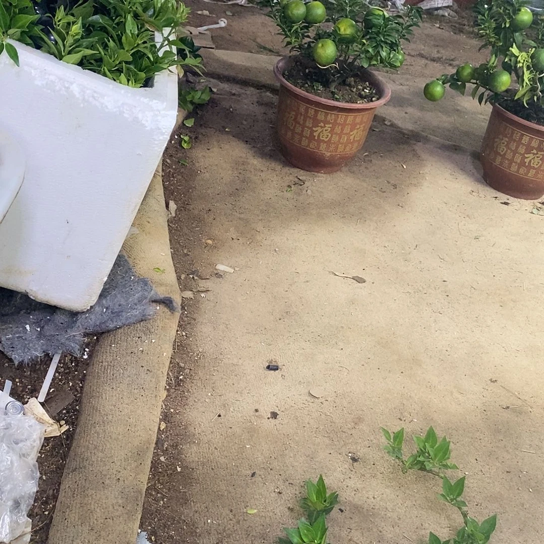 完全开放原生八房柑