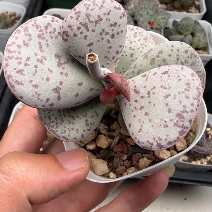 变量水泡多肉植物