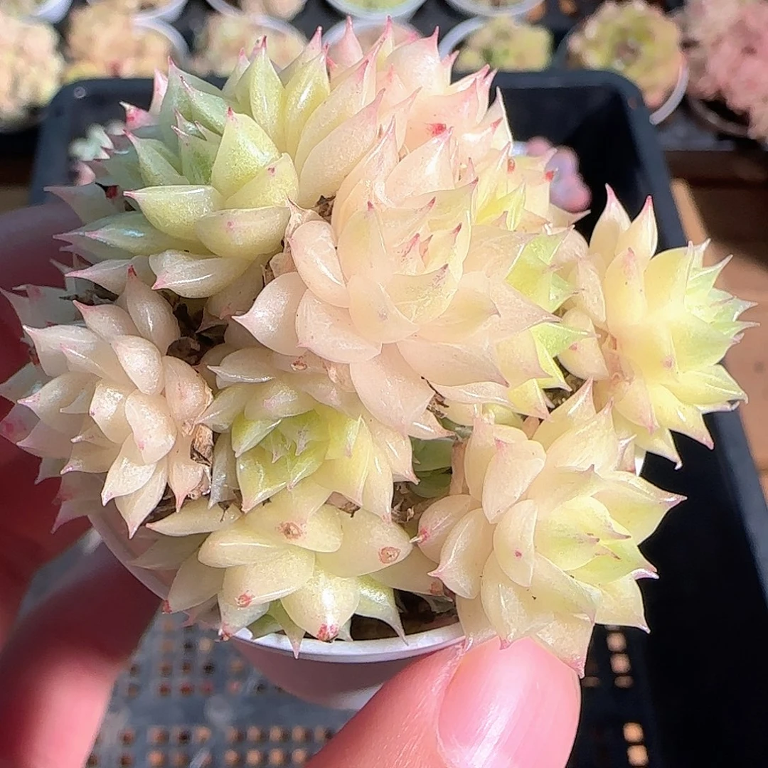 多肉1124-118麦秆群