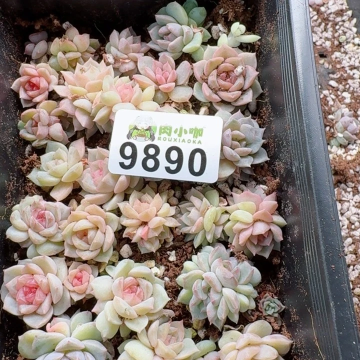 七*-多肉植物多肉植物