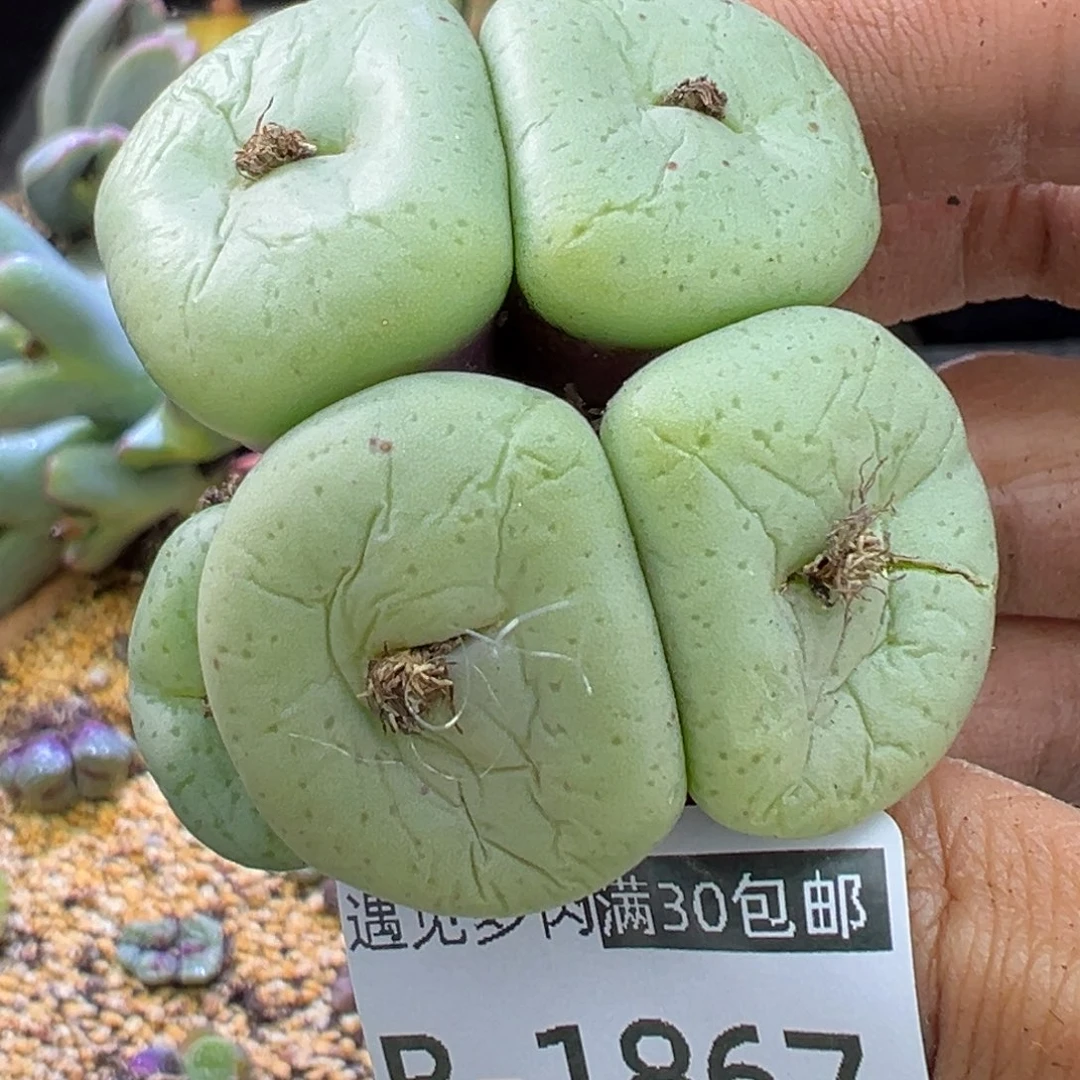 多肉植物11111111111111