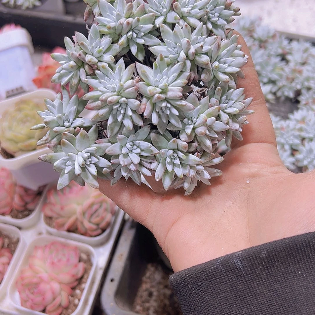 20到30头白菊19包邮