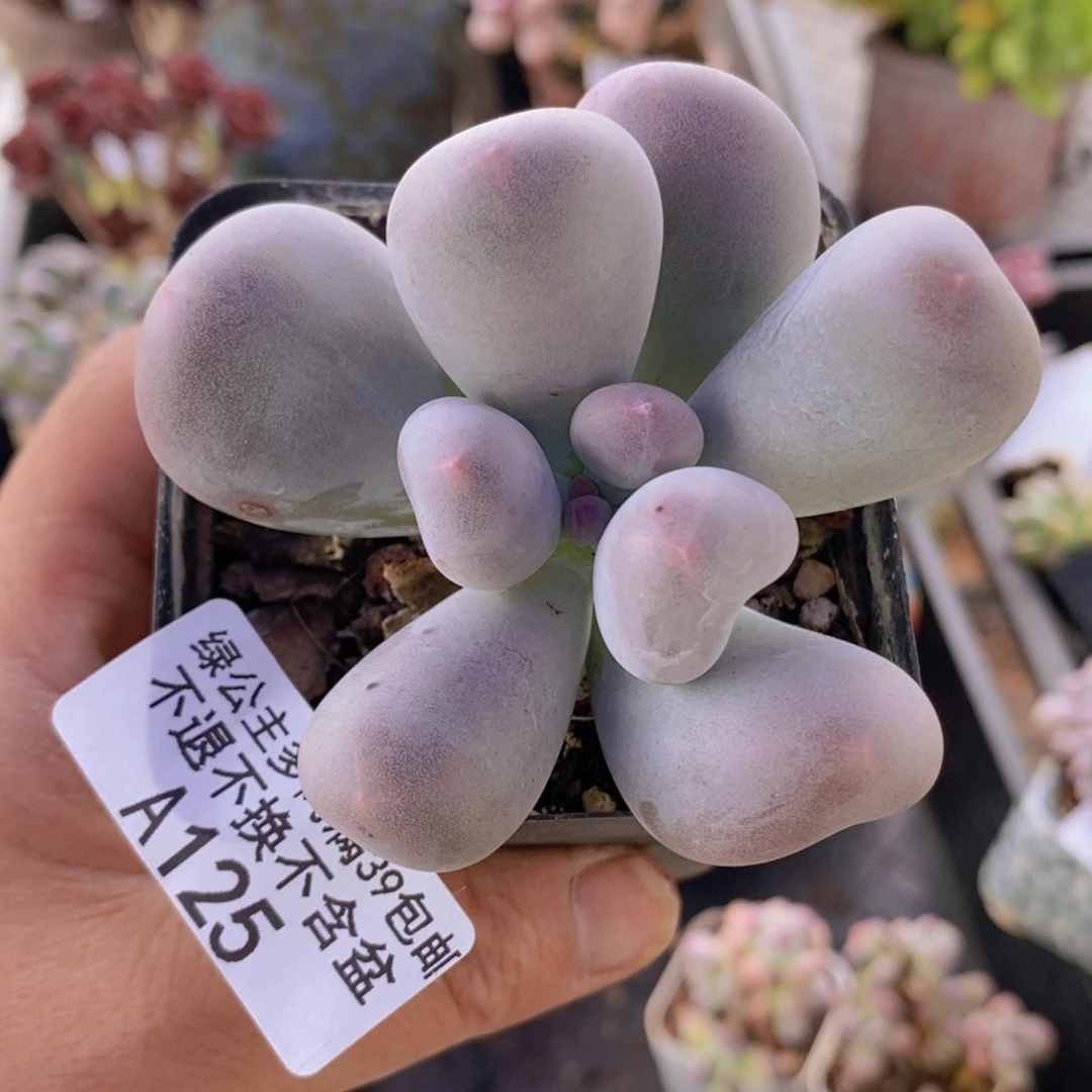 米可6cm125多肉植物