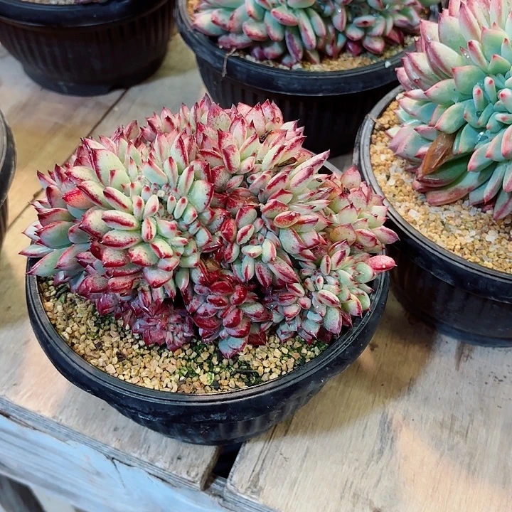 红拉糖精品多肉盆栽新粉体验价