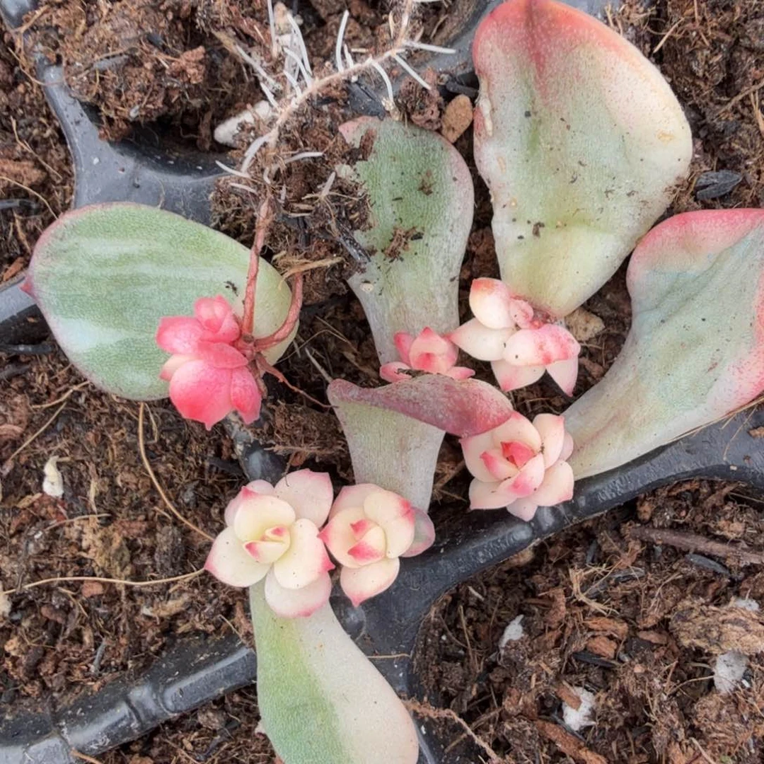 一刻的锦一刻的多肉锦