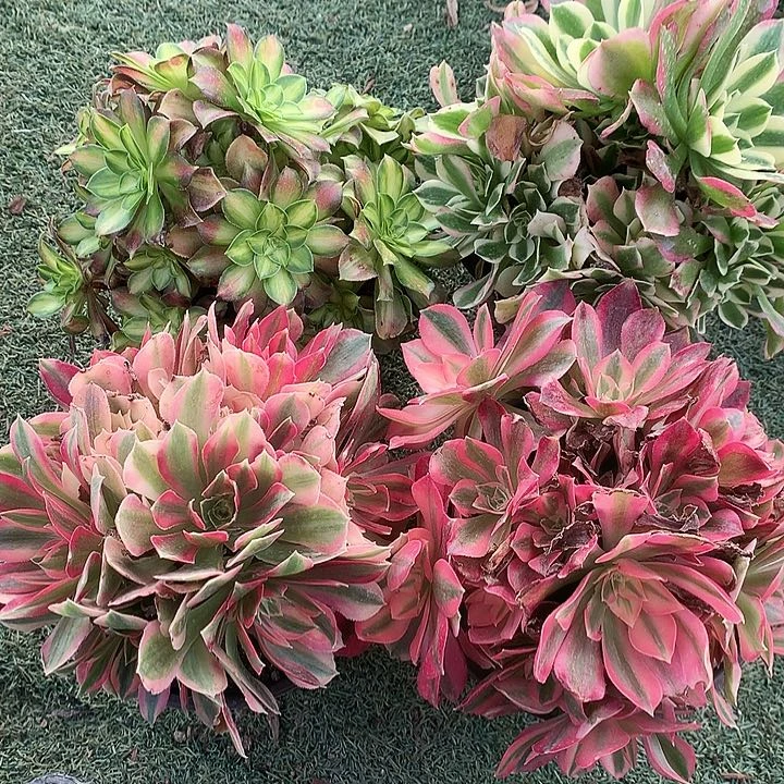 750四颗多肉植物