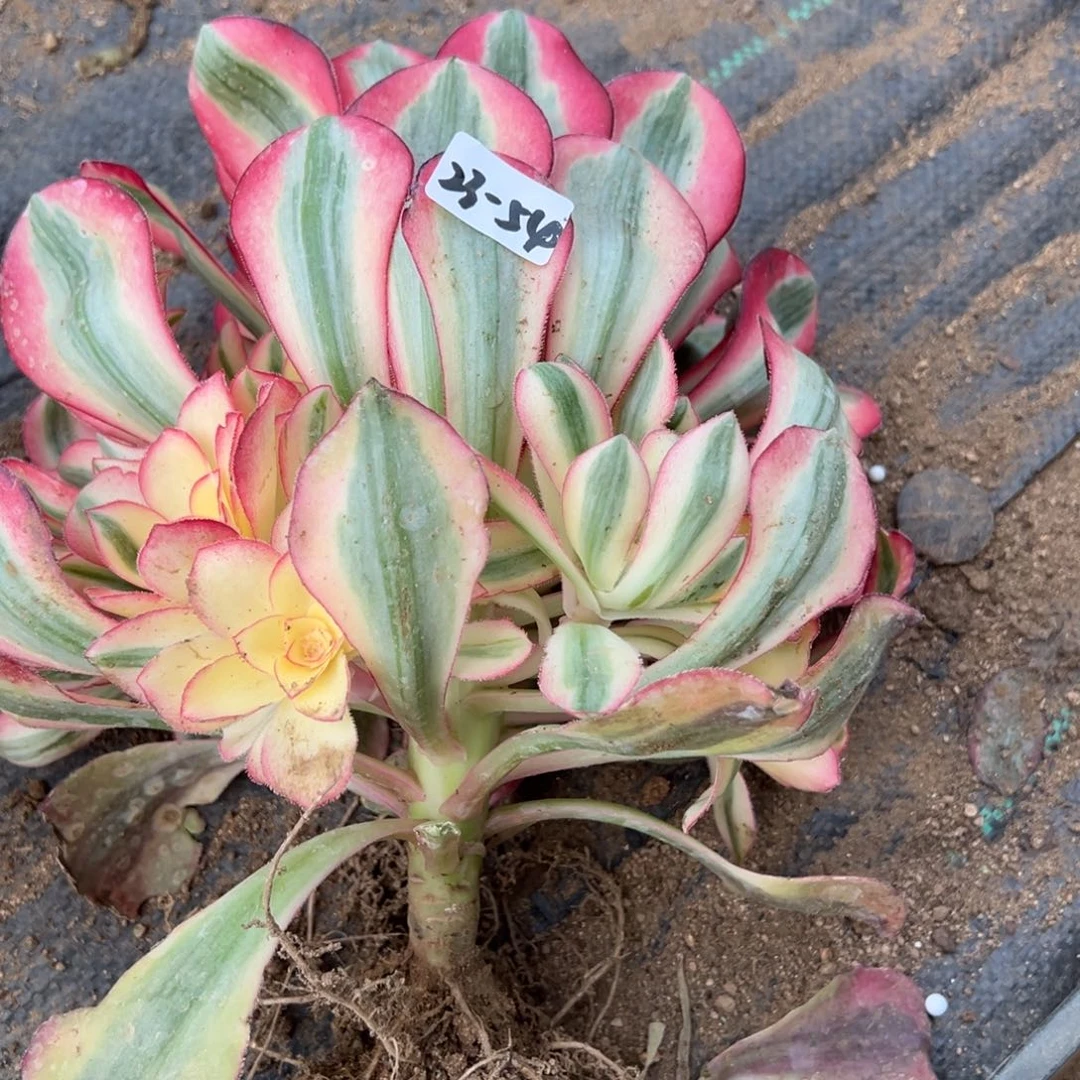 54爱丽丝多肉多肉多肉