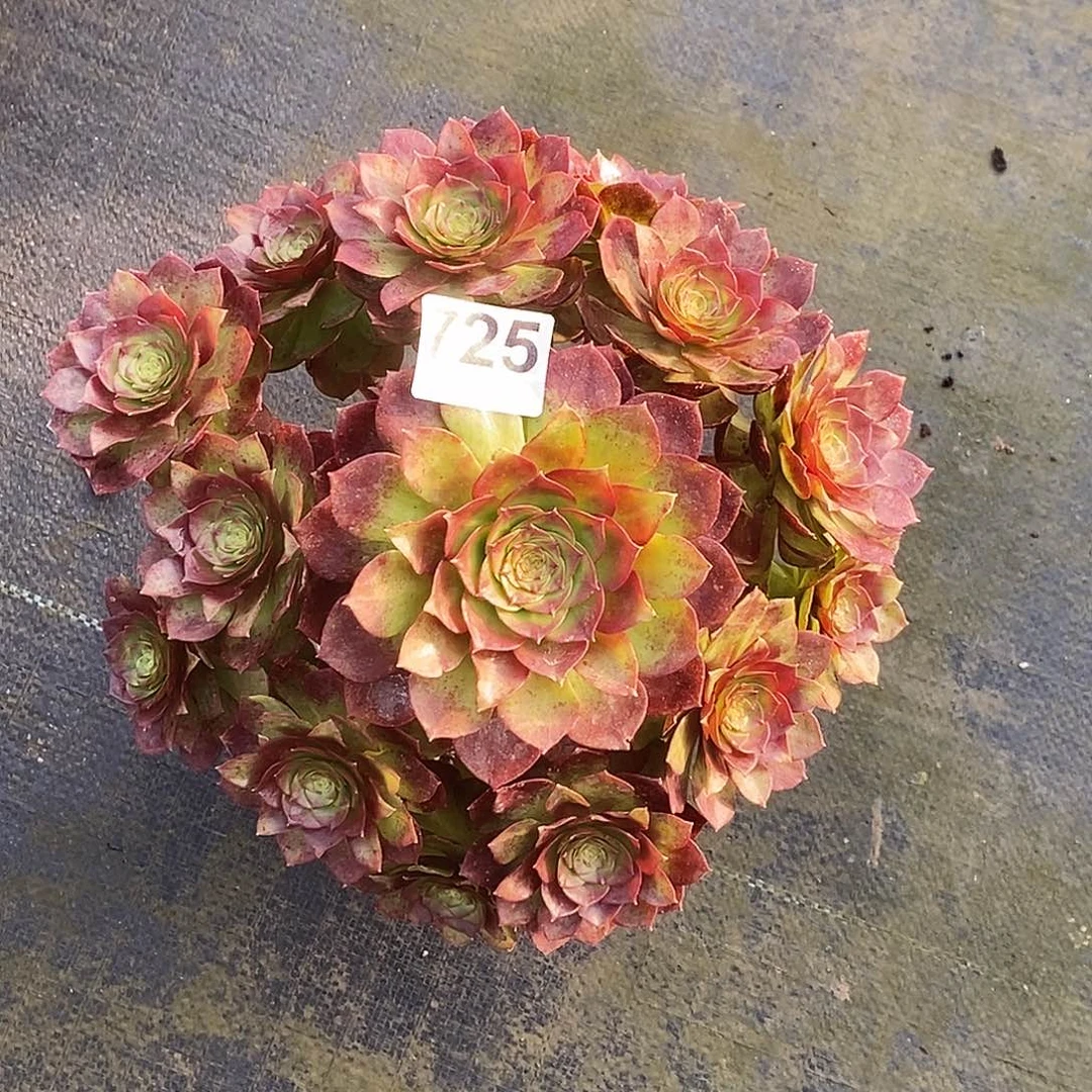 725碧桃冠服25公分以上