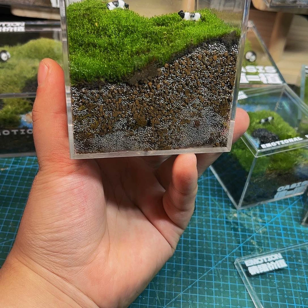 无花朵绒毛苔藓11111