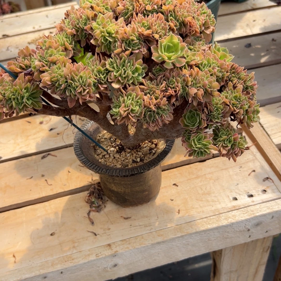 红袖添香老桩朵缀