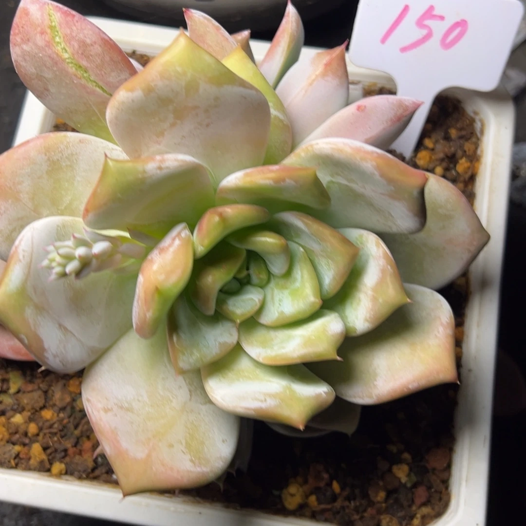 会***人150号卡系多肉植物40