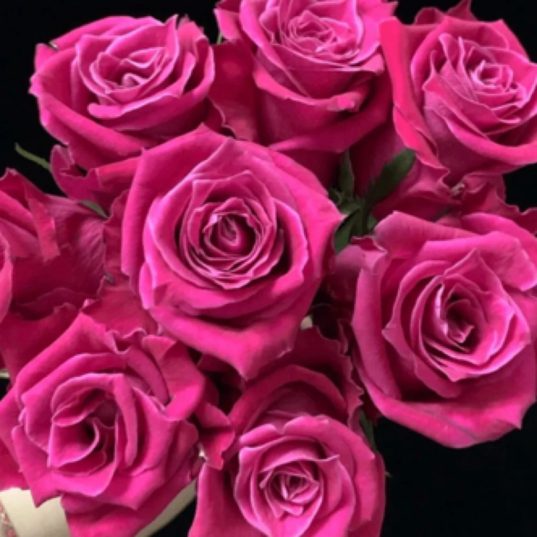 【大富贵】玫红色·大花浓香月季·四季开