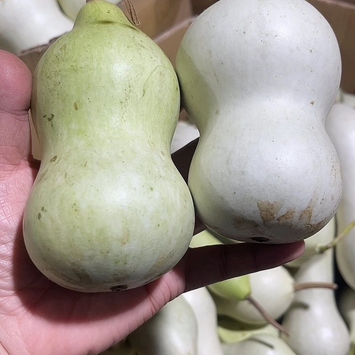 大果紫檀（缅甸花梨）东**往