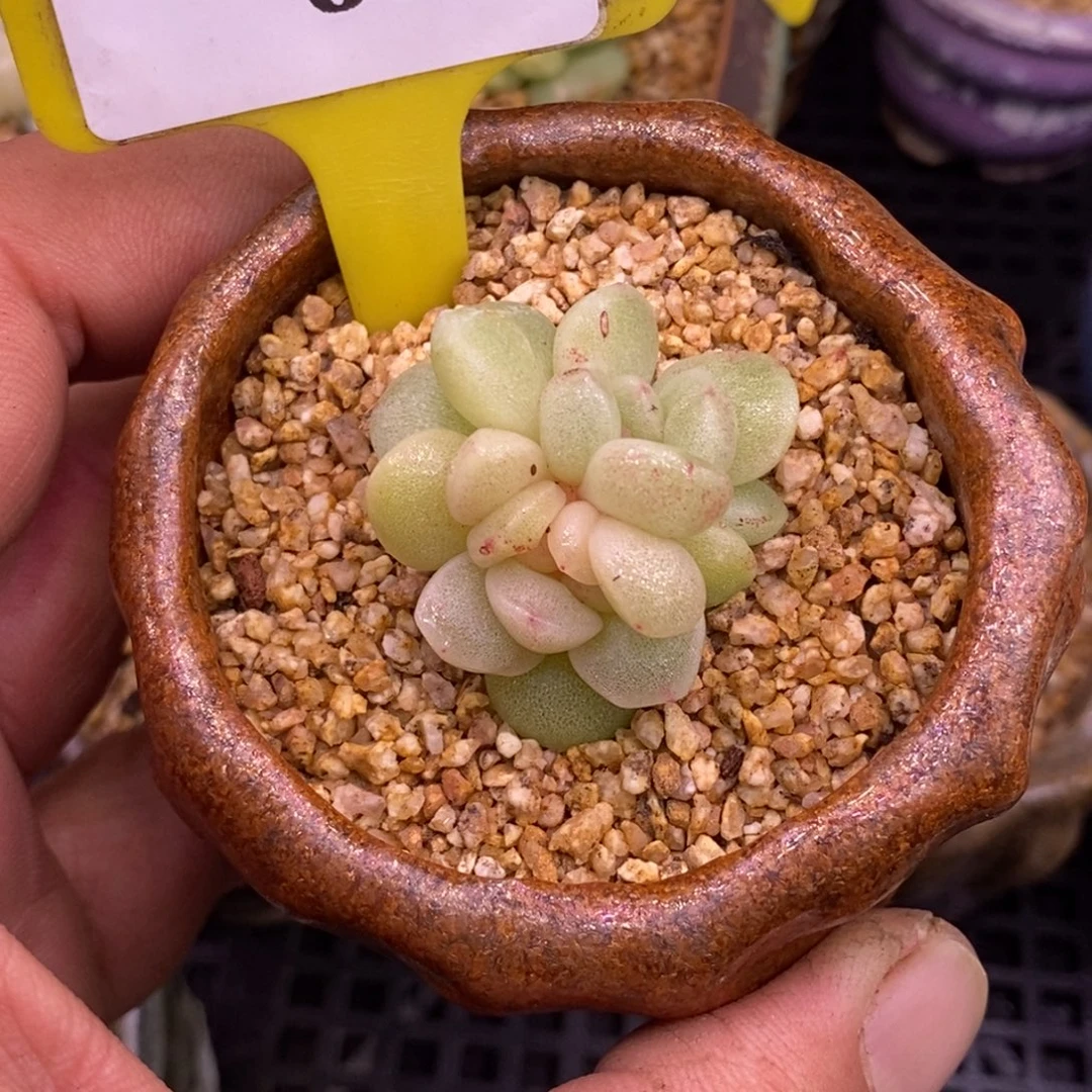 奥****160冰玉石化锦多肉…………