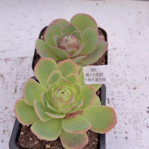 361 山地玫瑰基地福利