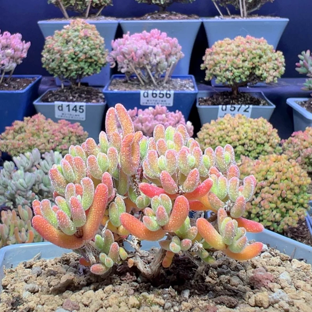 【闪购商品】早****?d718琉璃黄锦枝干番杏