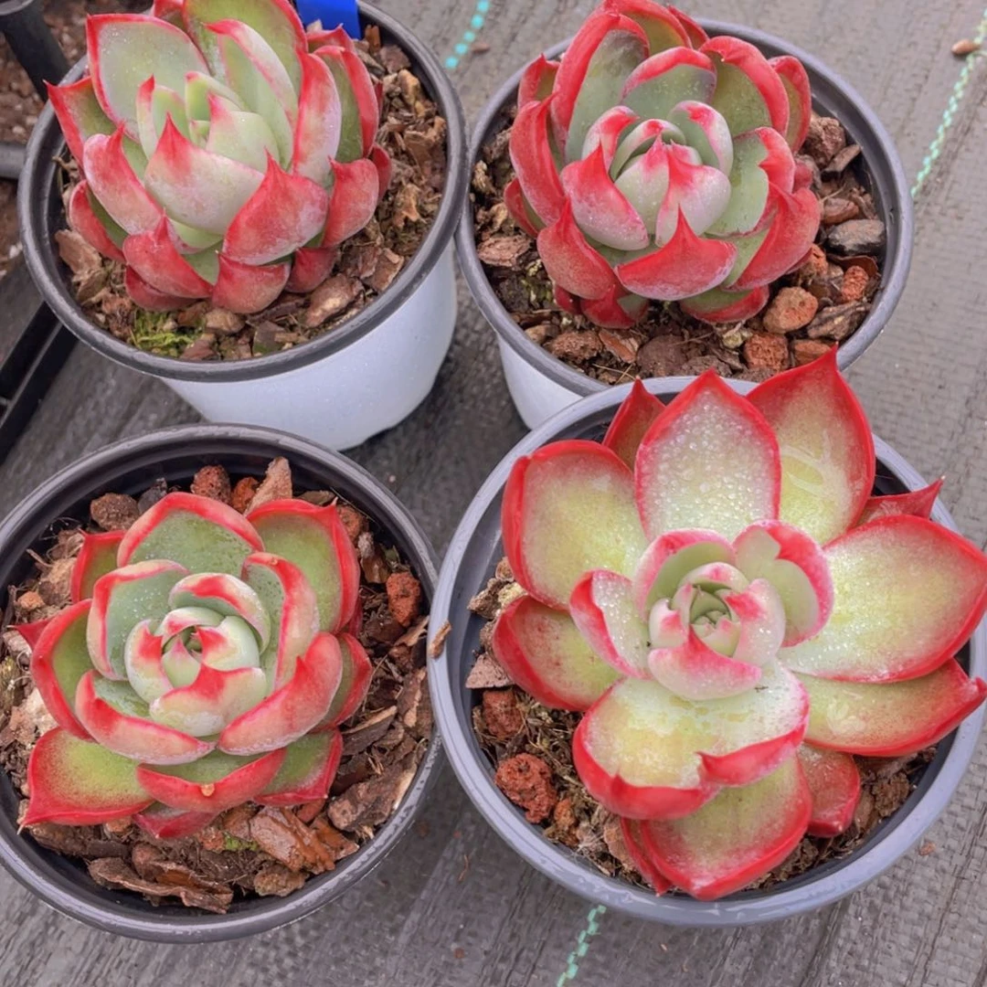 858号宽叶全状态惊鸿仙子单头一个