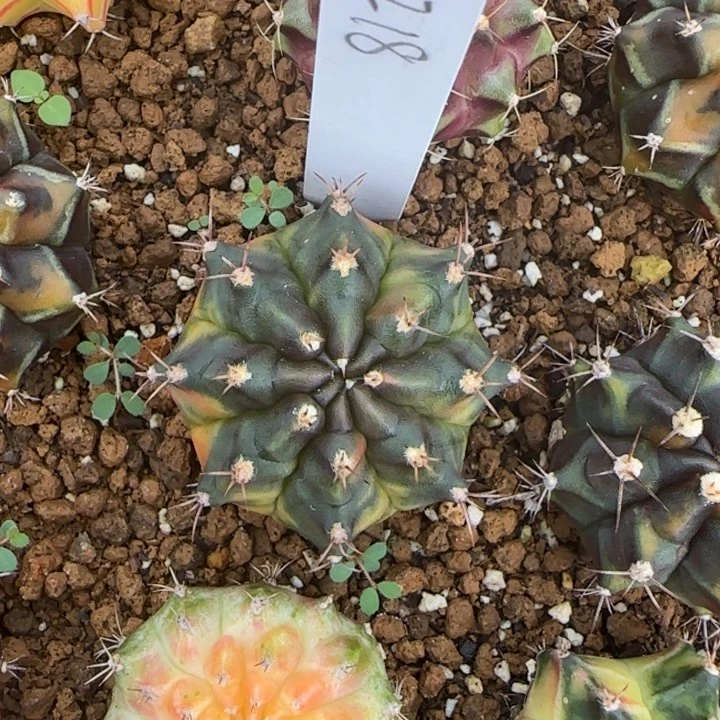 218-0118泰国发货多肉