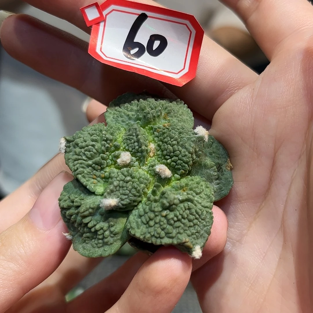 60号5cm自根密尤歌怒