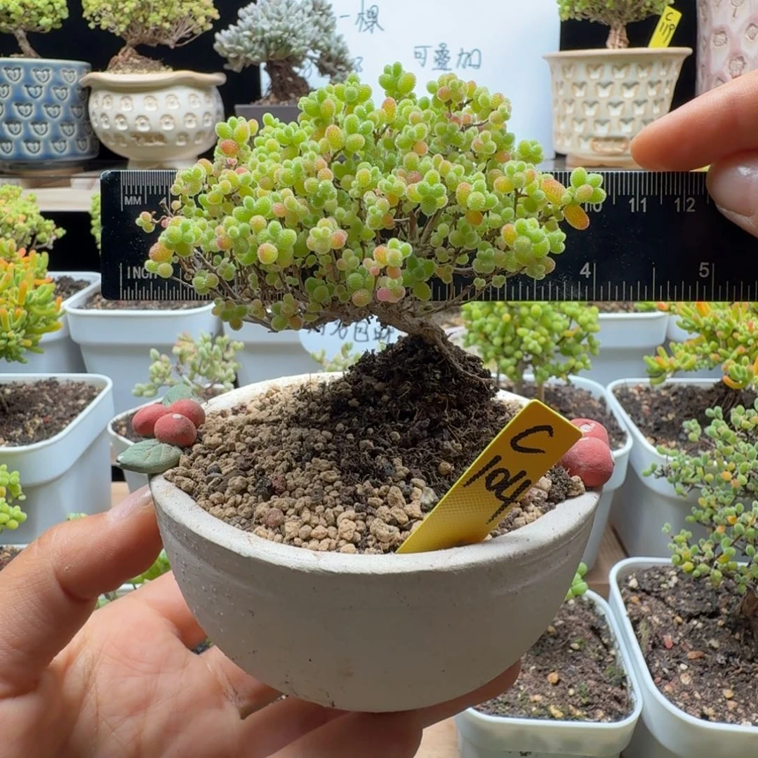 c104号蜜橘冠服8厘米左右带盆发