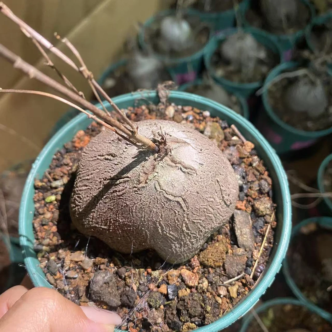 象足龟甲龙仙人球植物漳州基地直发货 新手好养 室内外