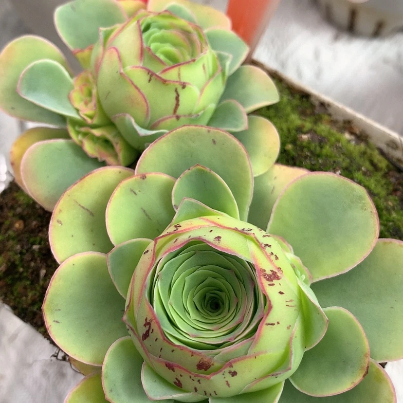 【闪购商品】槑***岁yjj225加纳利