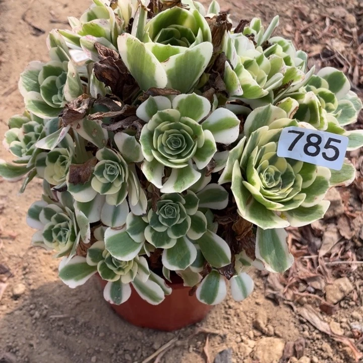 无花朵785多肉植物迈巴赫
