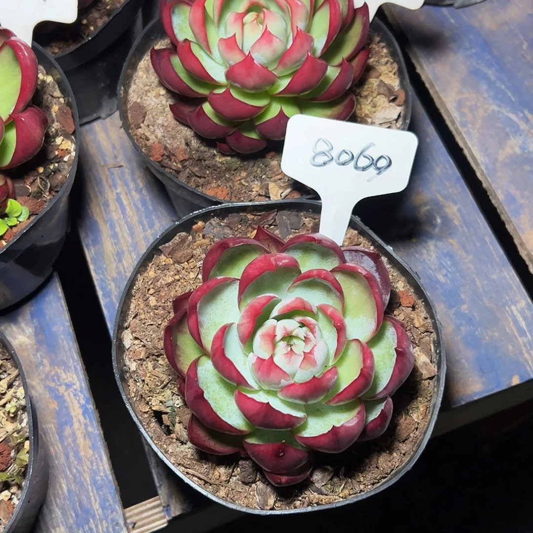 女***氓惊鸿仙子3011.8069号