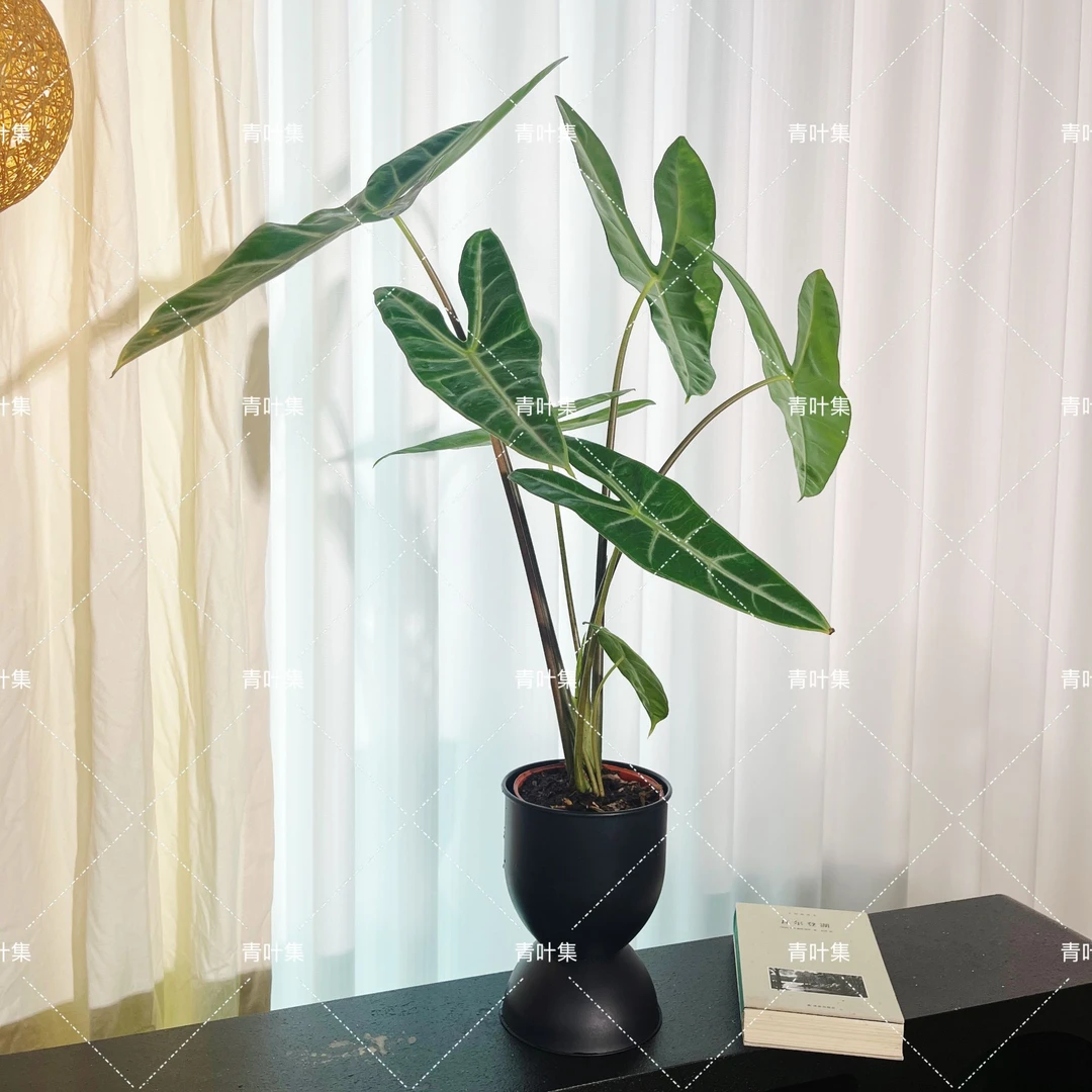 银脉剑叶海芋萨利安室内热带植物高颜值好养大叶片盆栽
