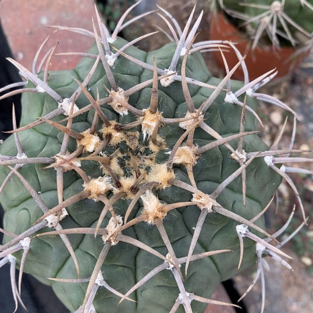 955三枪玉植播园艺优选