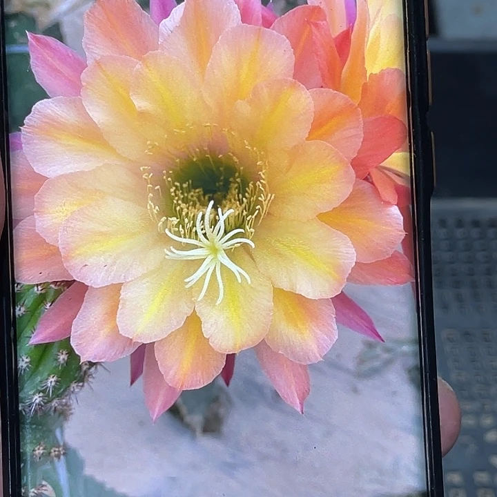 毛 法三侧芽 歪 满20包邮高7公分