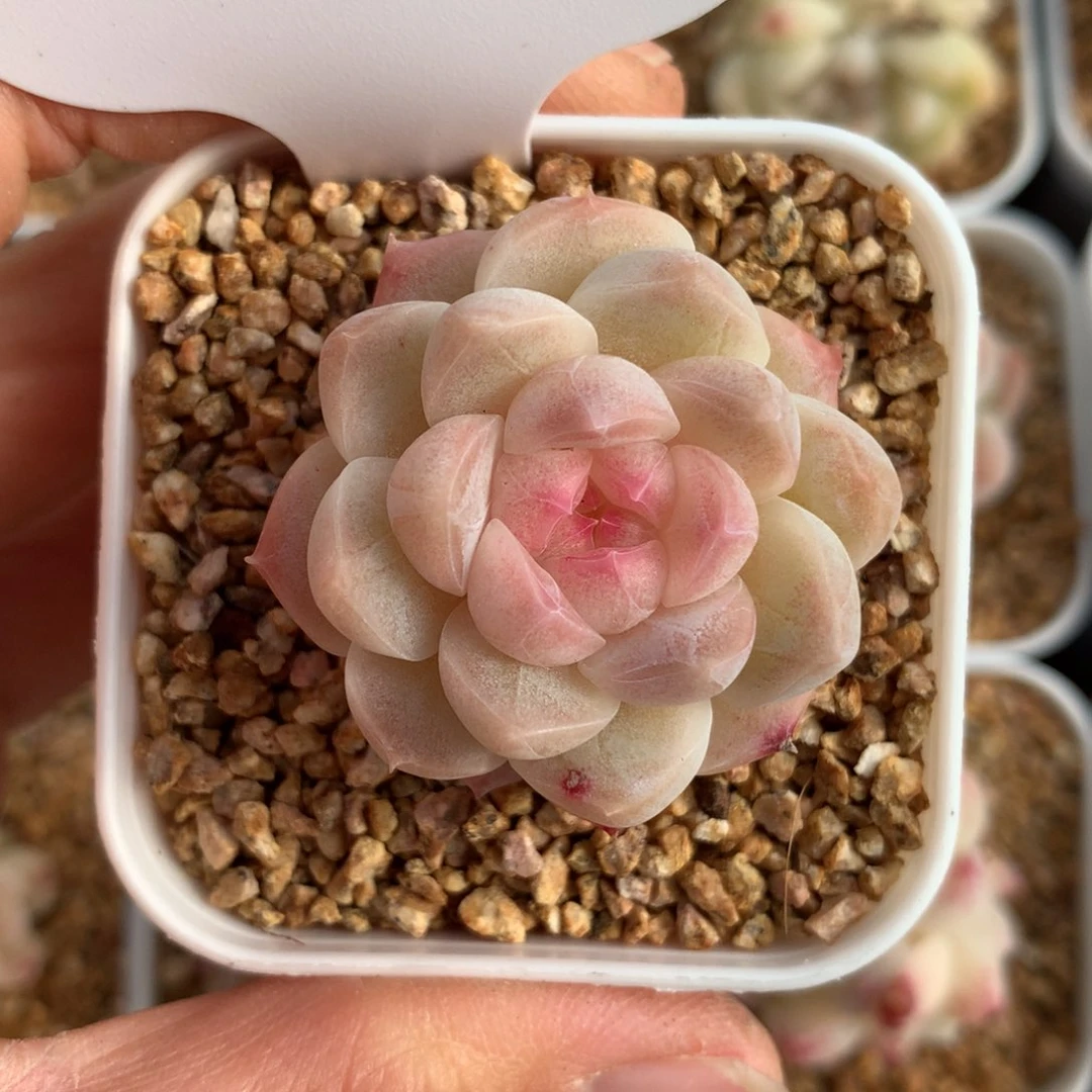 水果糖单头可拍4582