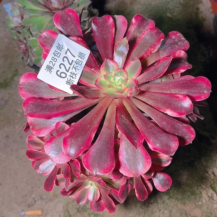 6227美杜莎多肉植物