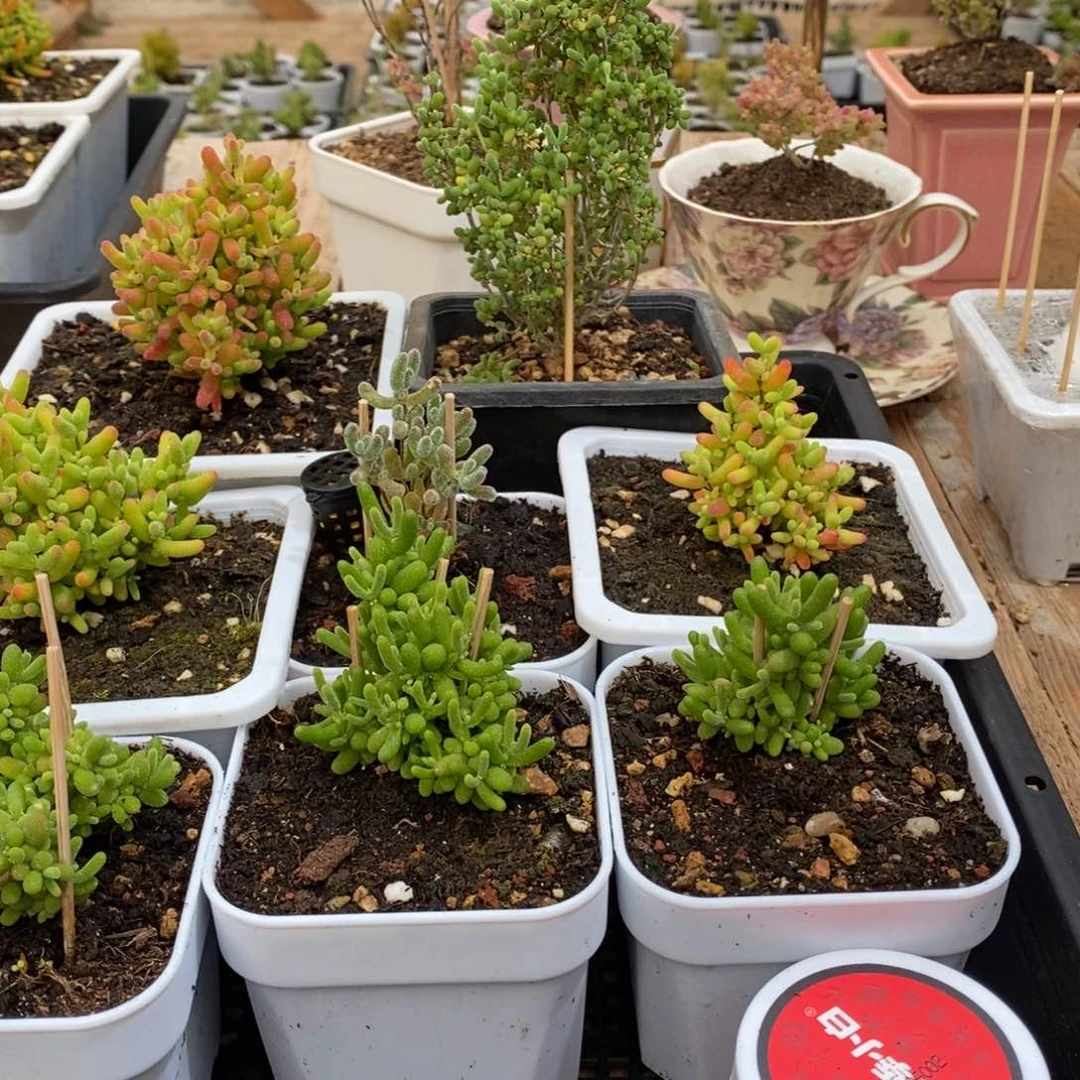 枝干番杏多肉植物122