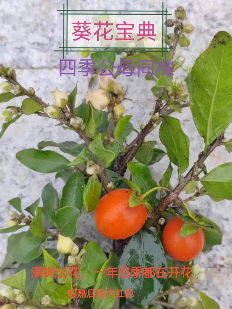 提司腰牌 金弹子品种和老鸦品种一拍一物