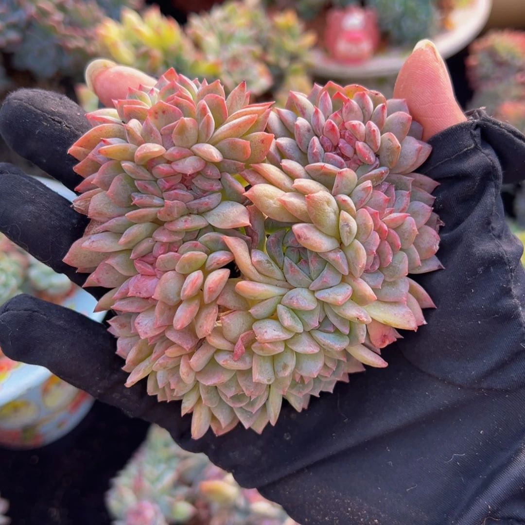 粉钻冰魄缀微瑕10朵朵缀