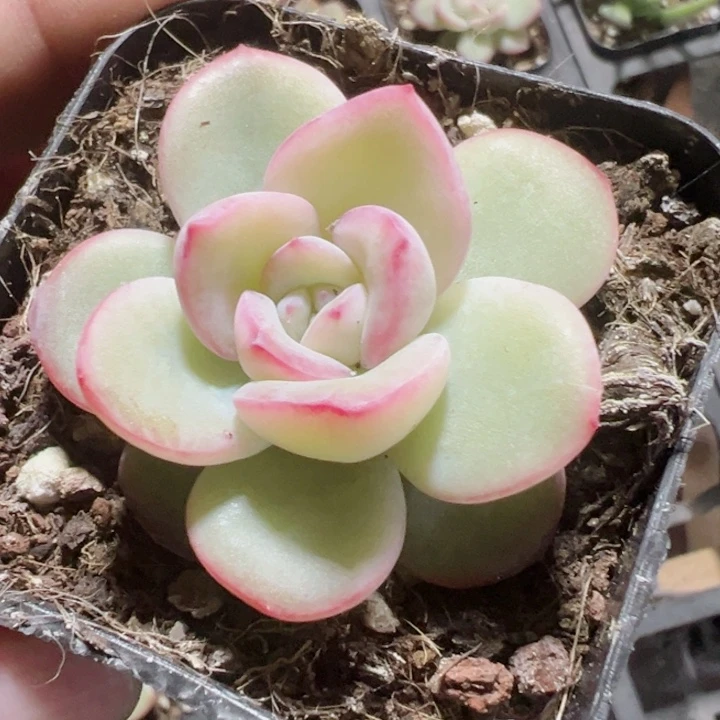 泡芙精品多肉植物大战