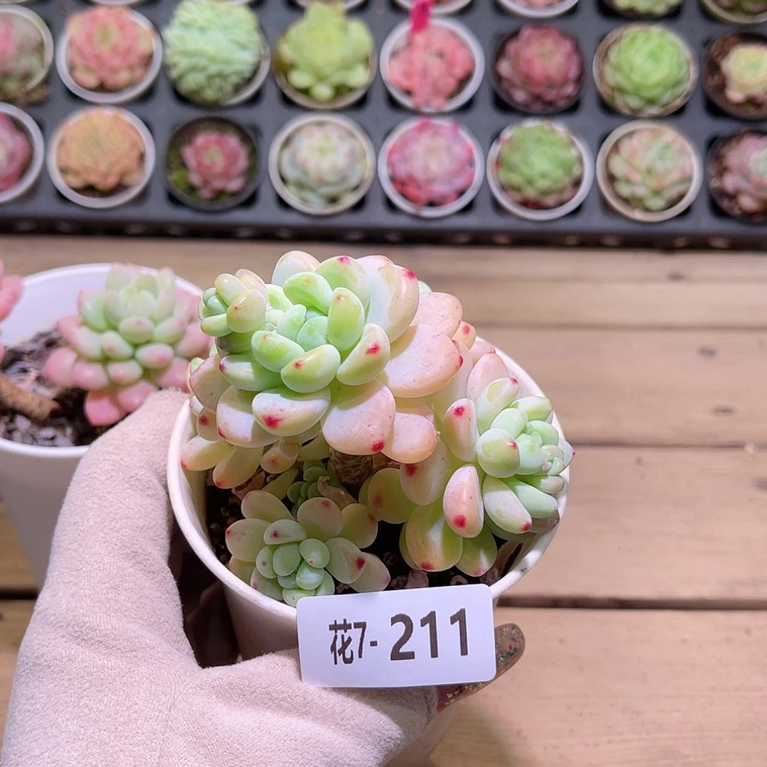 花利美7-211罗琦