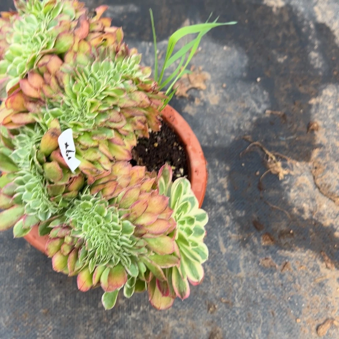 欣***友194玉姿多肉多肉缀多肉